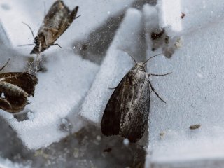 Большая восковая моль. Фото: Вероника Жарковская / НГТУ НЭТИ 